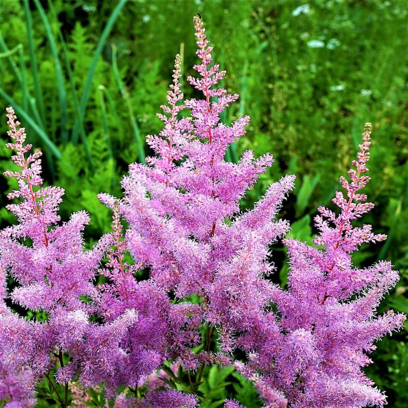 astilbe